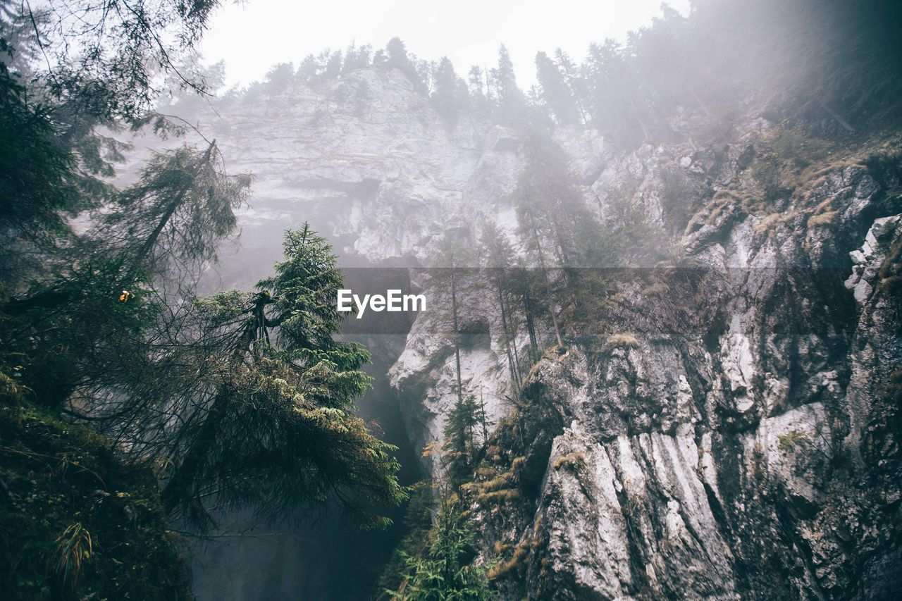 Low angle view of rocky cliff in forest