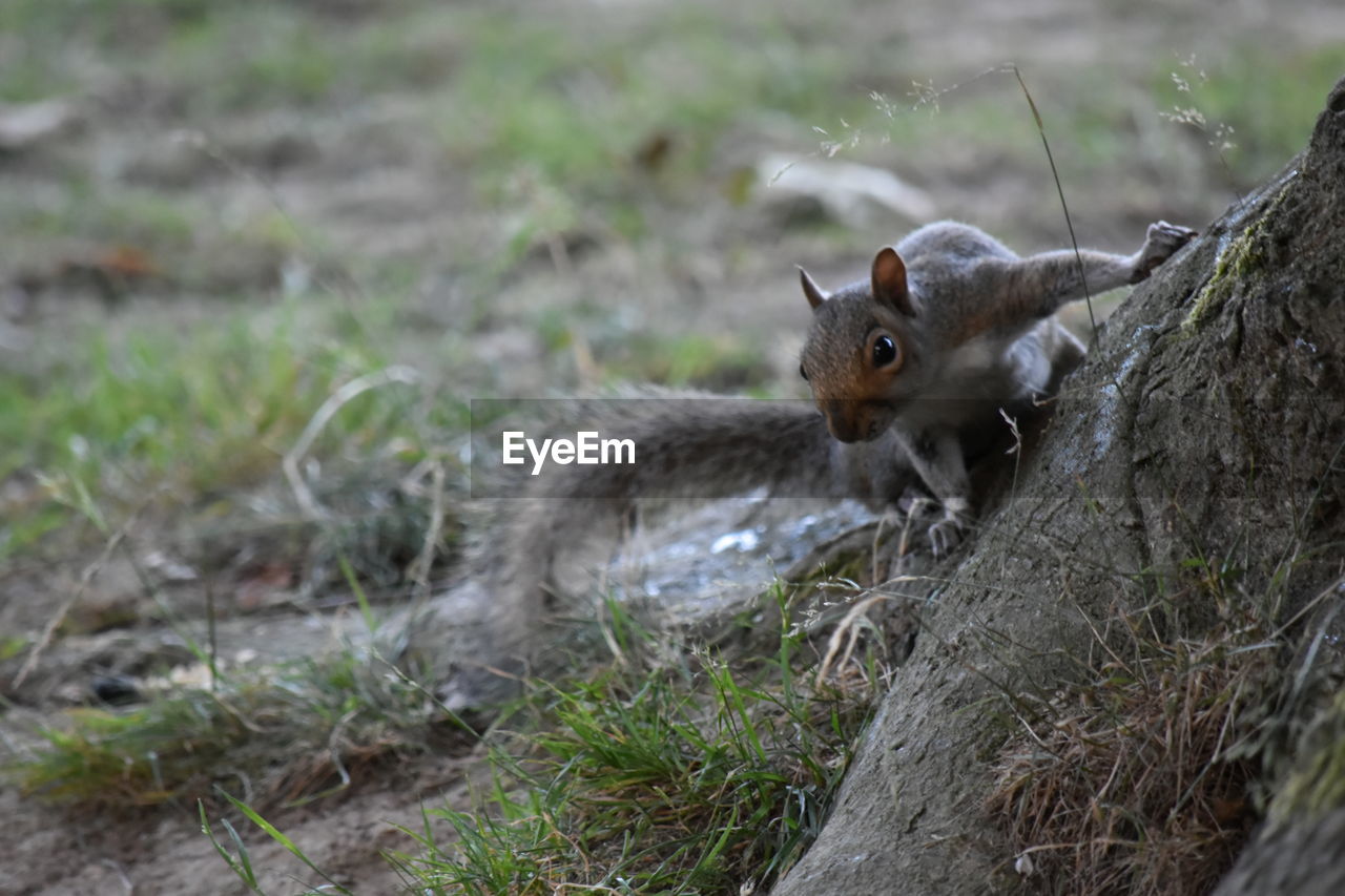 SQUIRREL IN GRASS