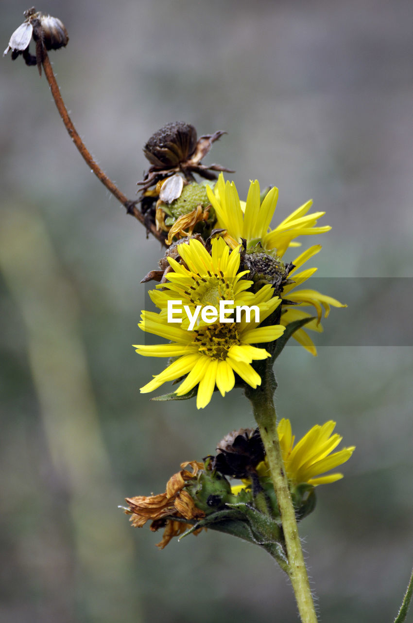 CLOSE-UP OF BEE ON YELLOW FLOWER