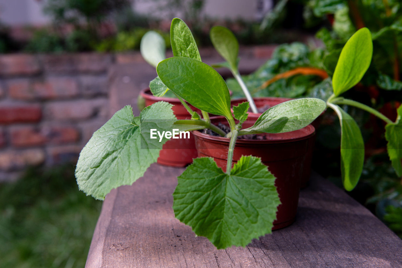 Young zucchini seedlings in a pot. a young sprout. gardening. vegetable seedlings.