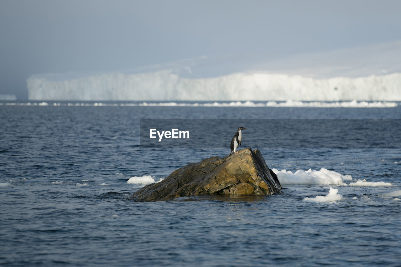 Adélie penguin  in front of a glacier at madder cliffs, joinville island. antarctica.