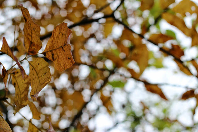 CLOSE-UP OF LEAVES ON TWIG