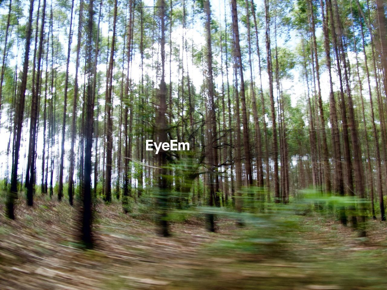 TREES GROWING IN FOREST