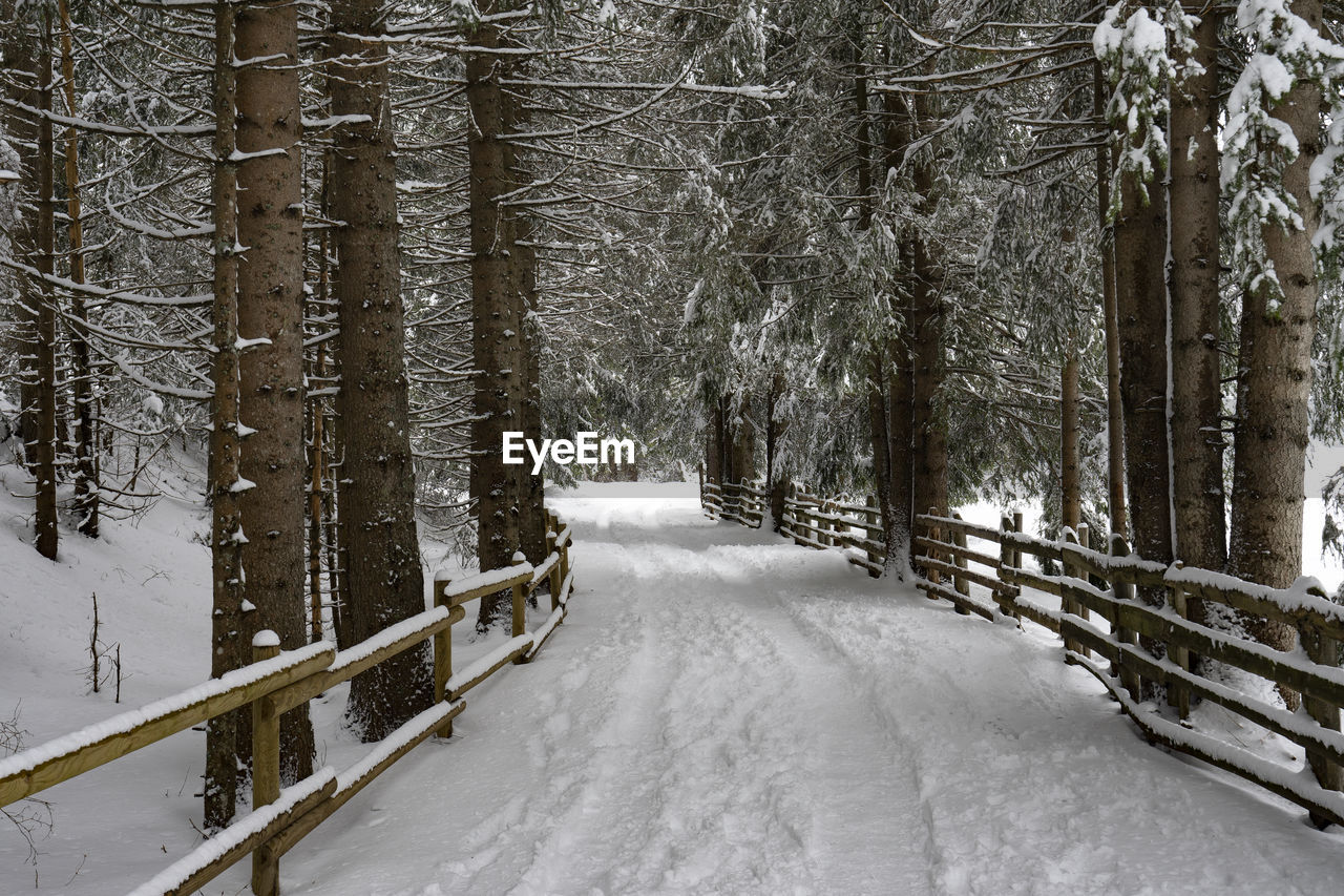 Snow covered land and trees in forest