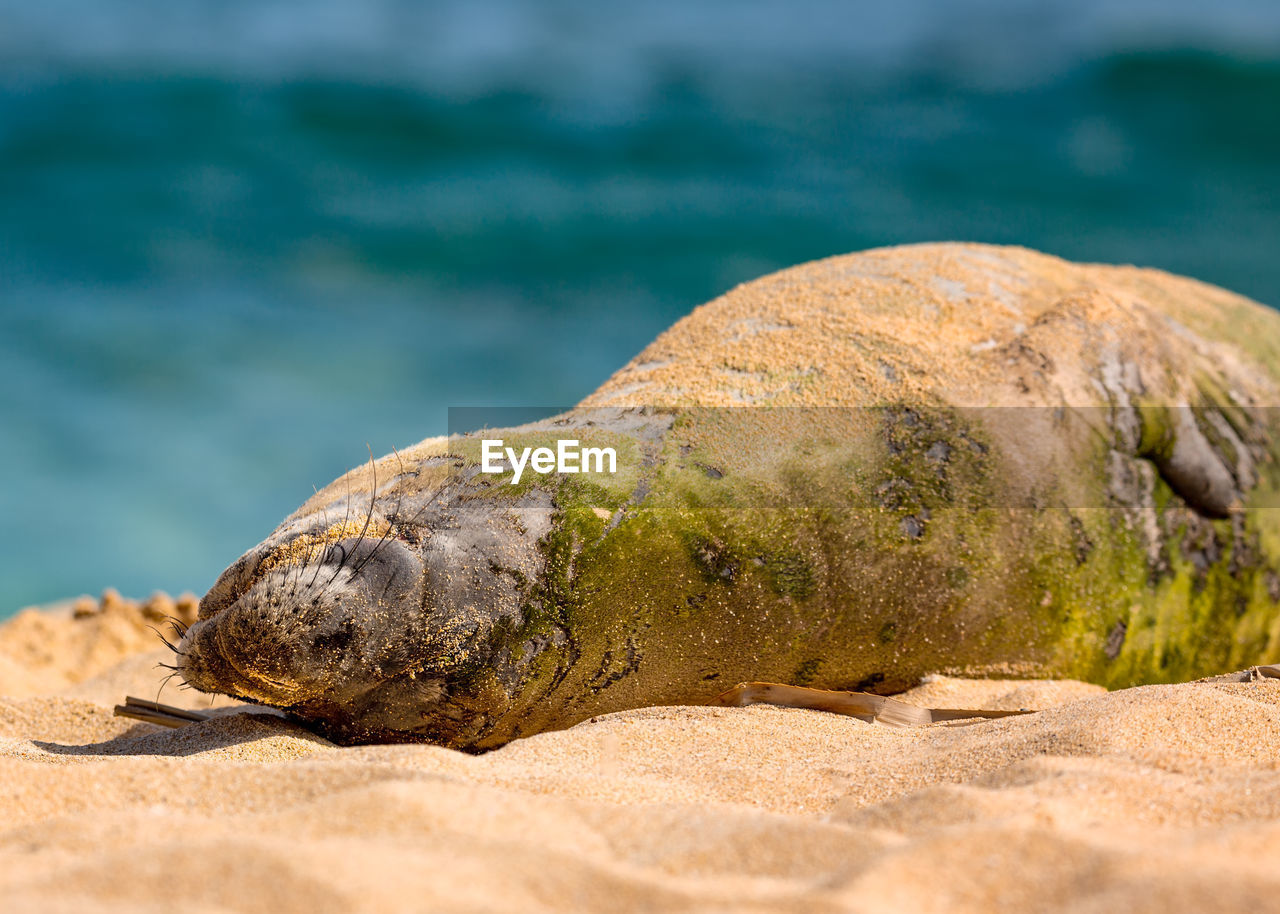 An endangered hawaiian munk seal rests on the beach on kauai, hawaii.