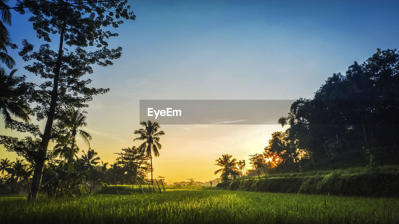 TREES ON FIELD AGAINST SKY AT SUNSET