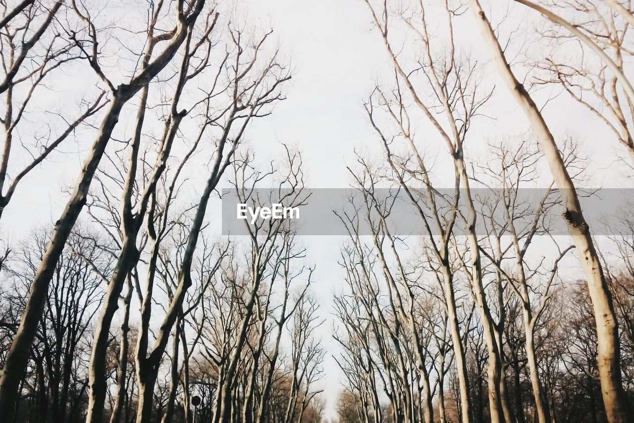 Low angle view of silhouette trees against clear sky