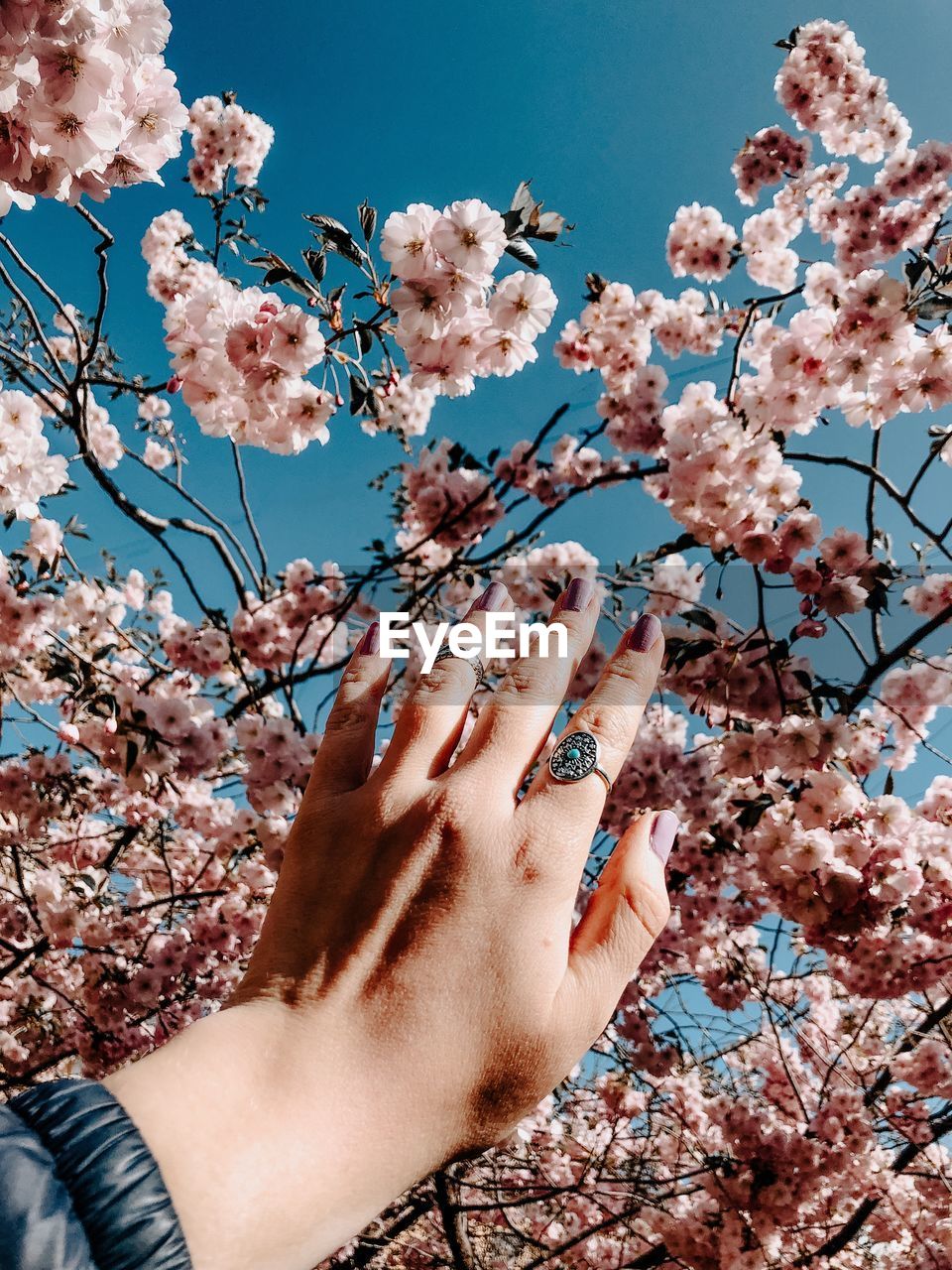 Close-up of cherry blossoms in spring