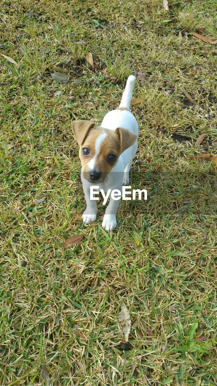 PORTRAIT OF DOG STANDING ON GRASSY FIELD