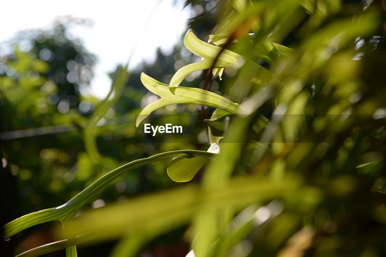 CLOSE-UP OF FRESH GREEN LEAF