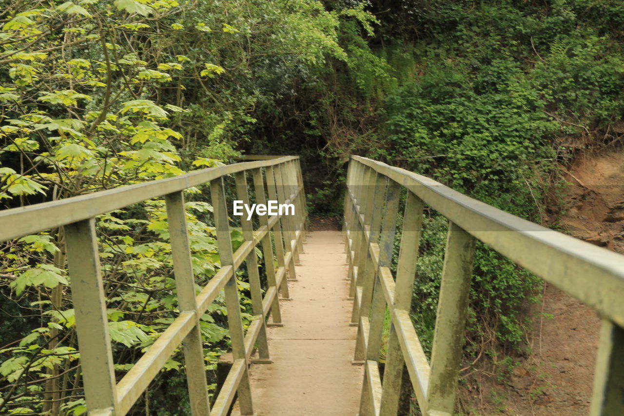 Footpath amidst trees