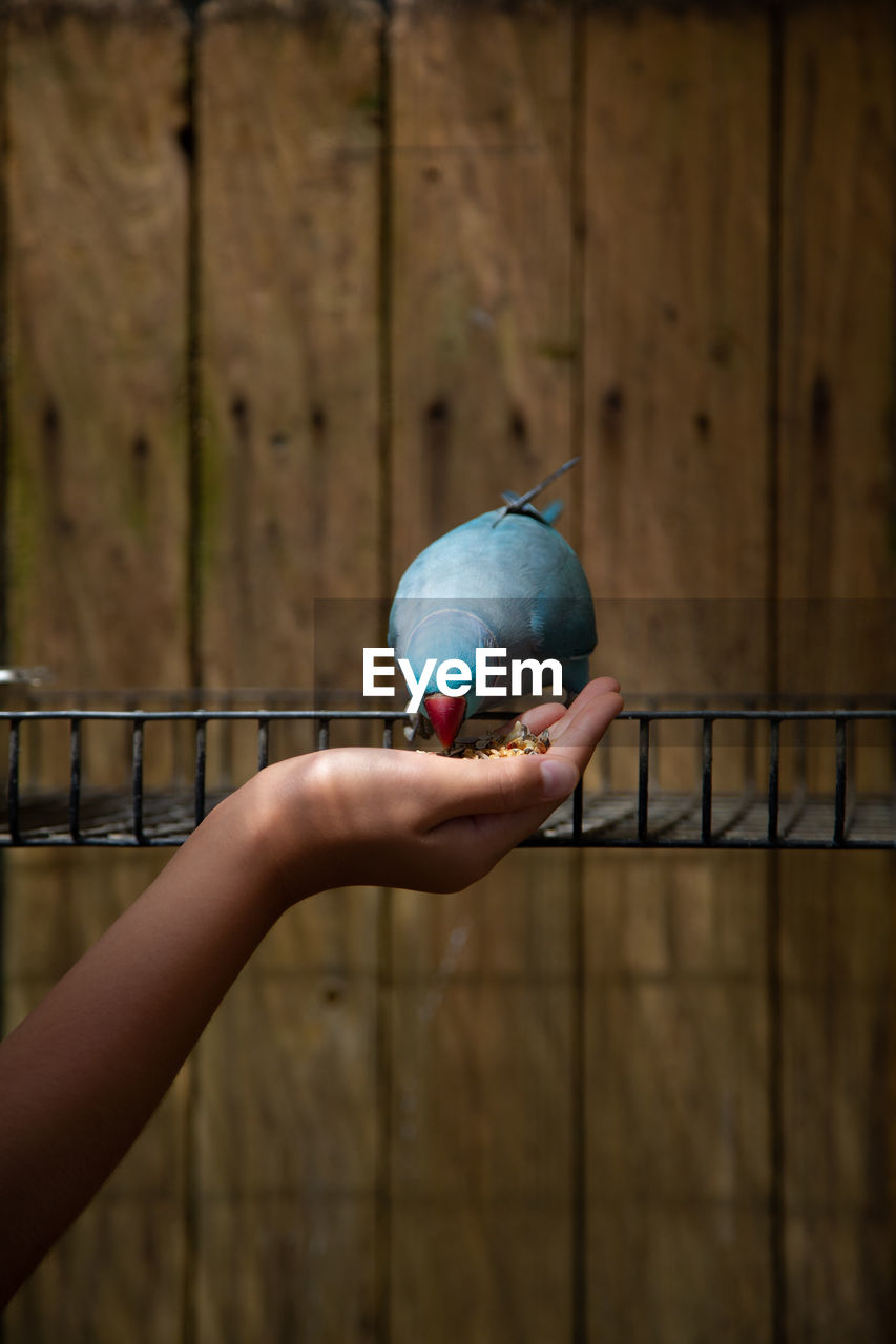 hand, blue, one person, holding, fence, wood, focus on foreground, nature, child, outdoors, childhood, protection, green, close-up, security, day