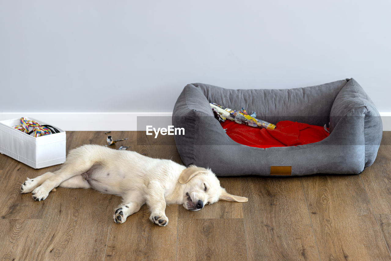 Golden retriever puppy sleeps on modern vinyl panels in the living room of a house near the playpen. 