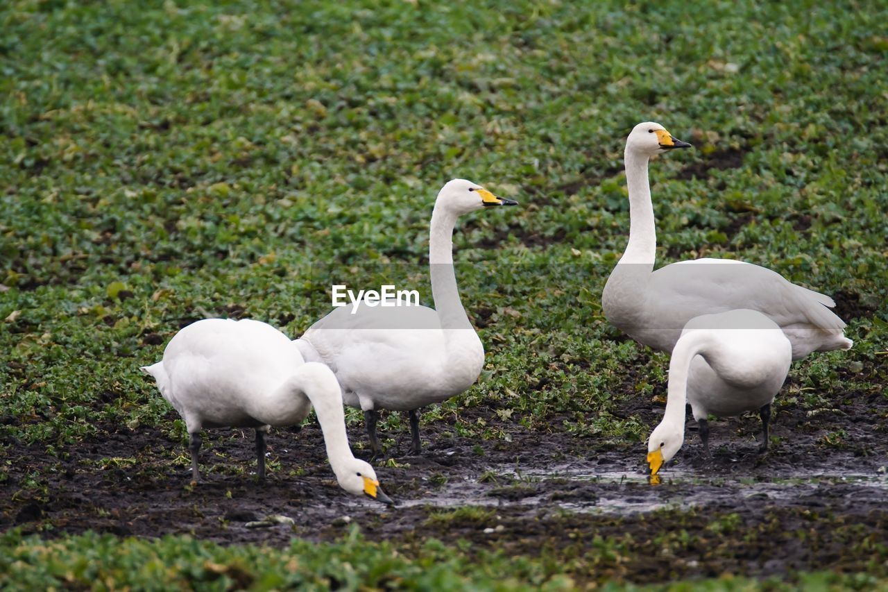 Close-up of swans