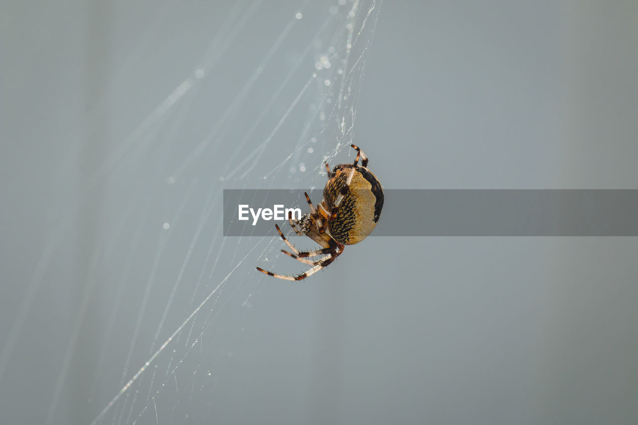 Close-up of spider on web