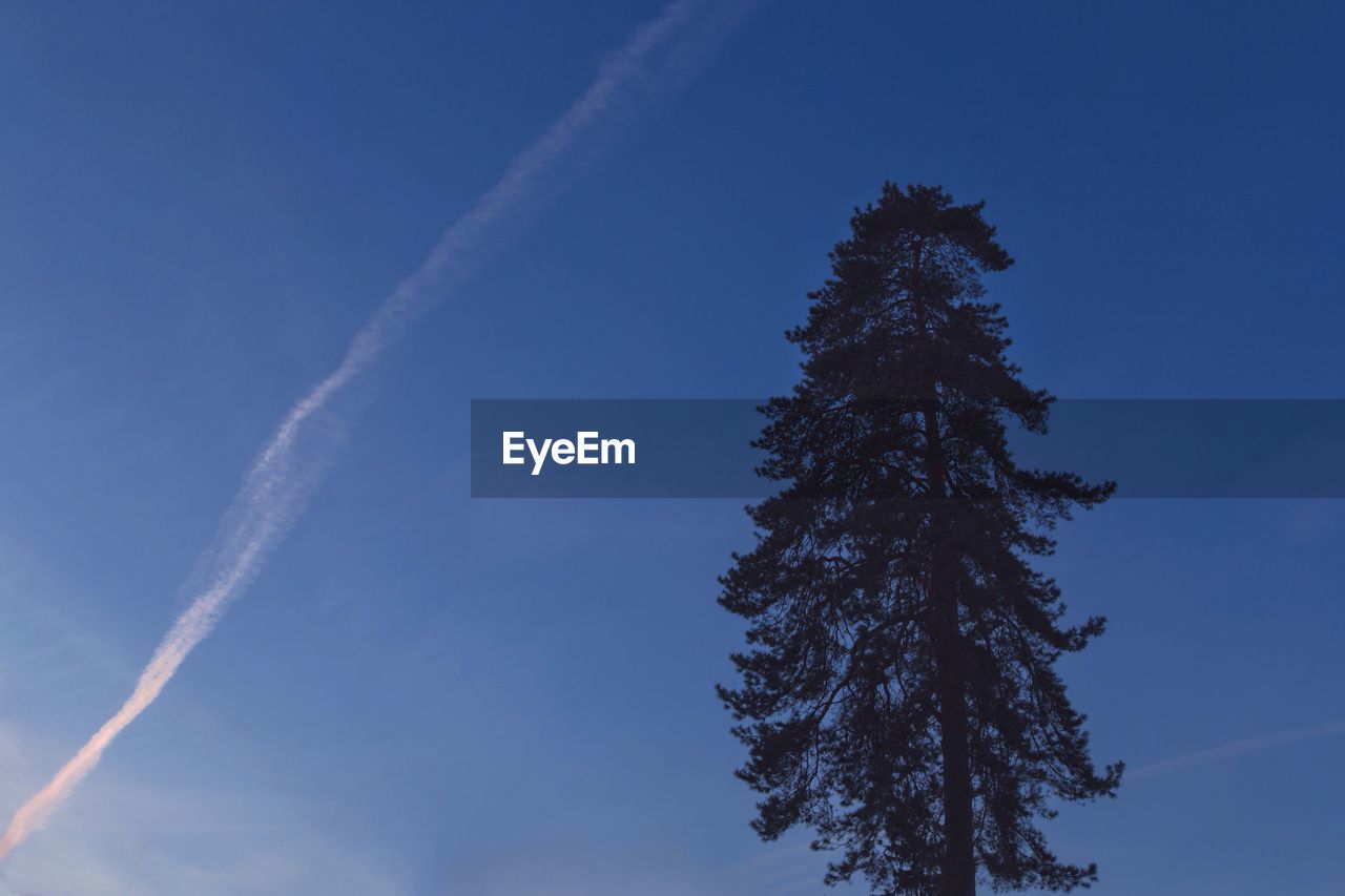 LOW ANGLE VIEW OF TREE AGAINST VAPOR TRAILS IN SKY