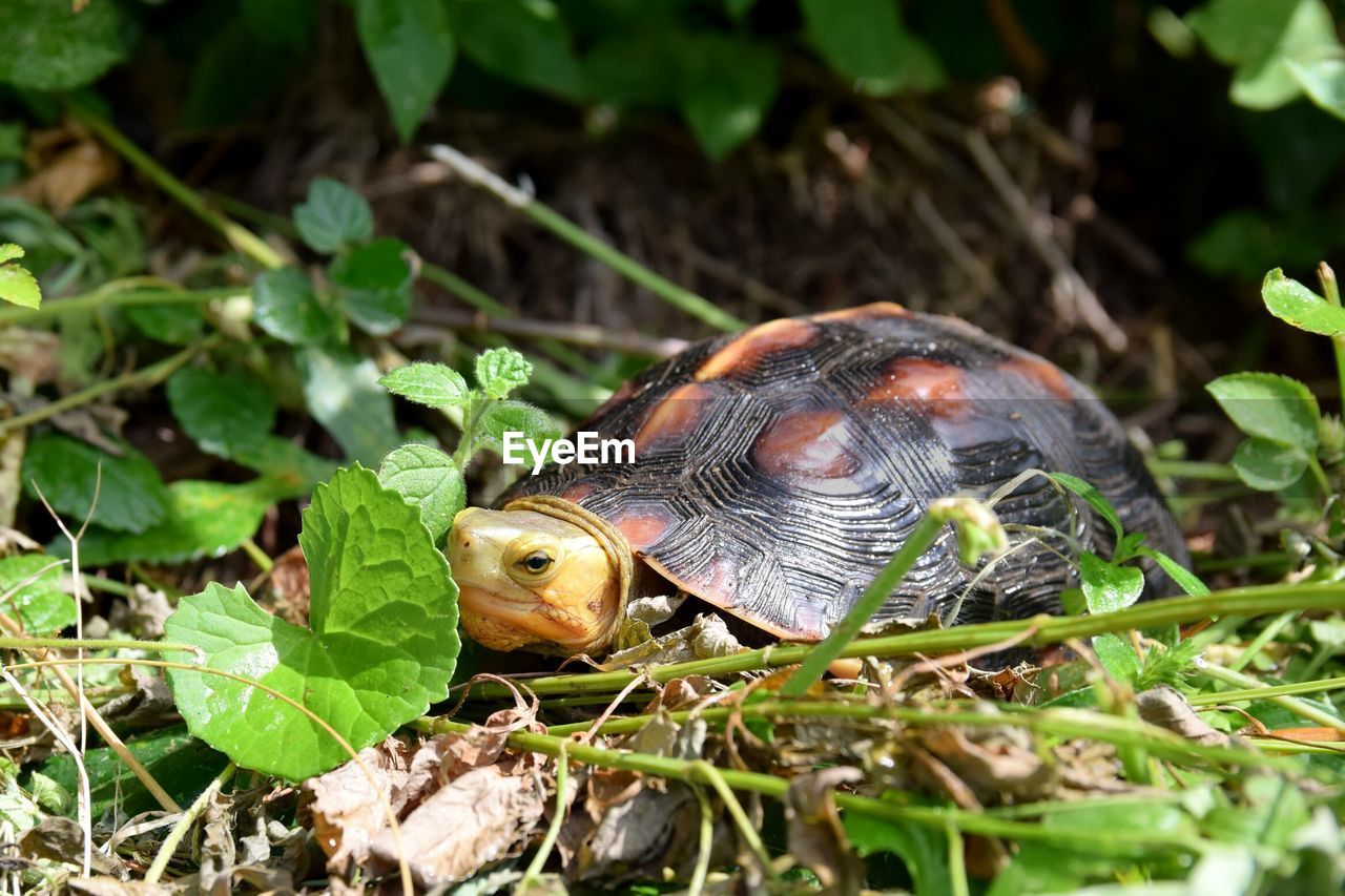 Close-up of tortoise on field