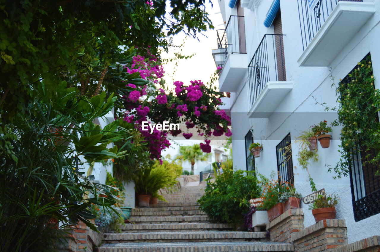 Steps amidst plants and building