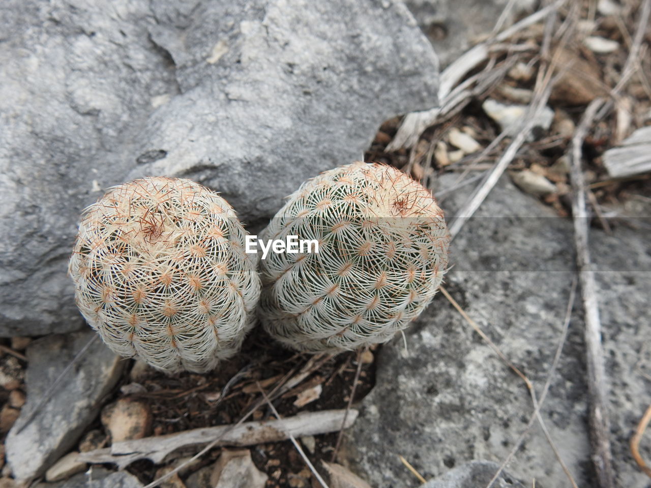 High angle view of cactus