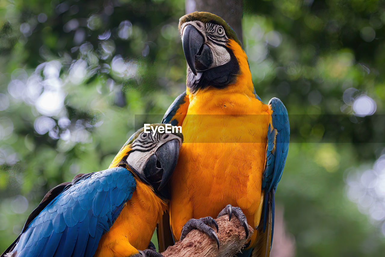 close-up of a parrot