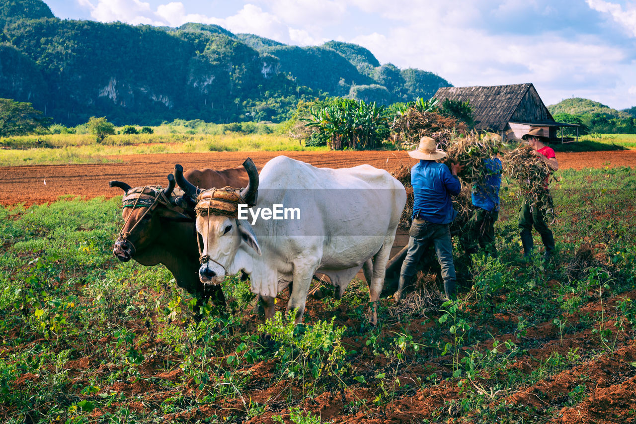 COWS STANDING ON FIELD BY MOUNTAIN