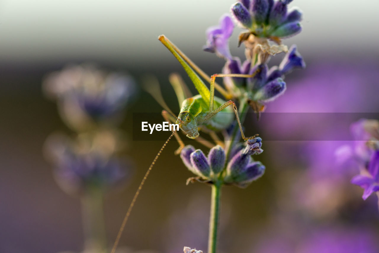 CLOSE-UP OF INSECT ON LAVENDER