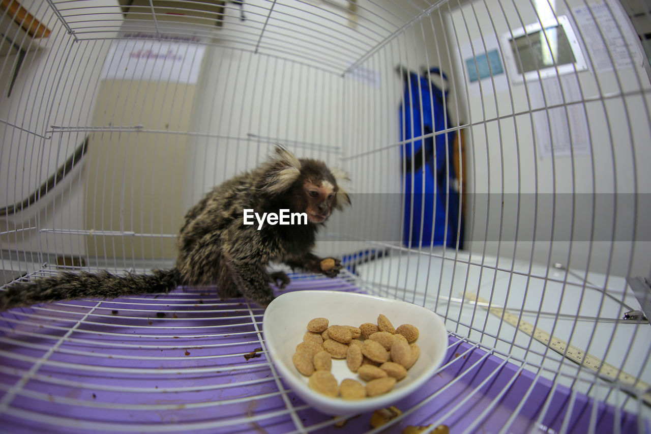 Monkey eating food in cage