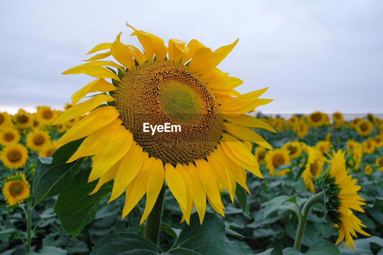CLOSE-UP OF YELLOW SUNFLOWER IN FIELD