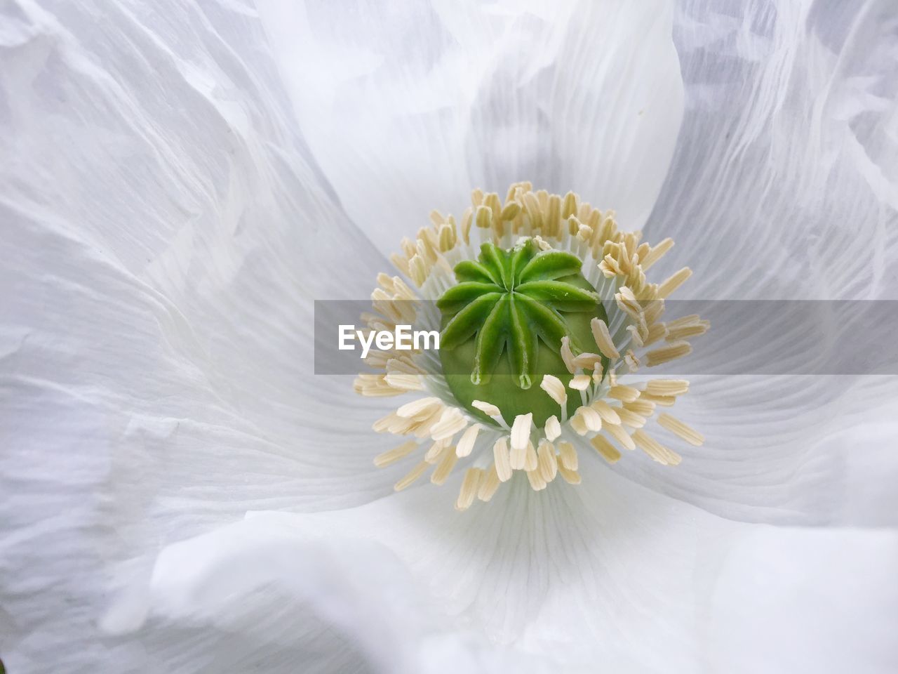 Close-up of white flower head