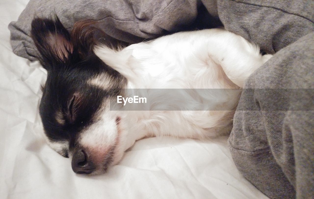 DOG RELAXING ON BED