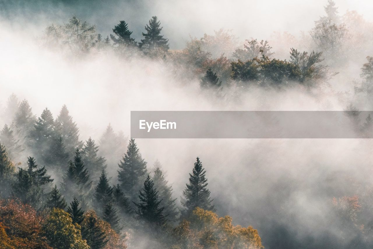 Trees in forest against sky during foggy weather