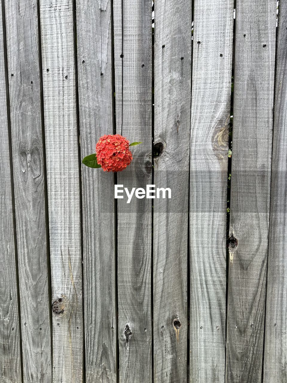 wood, no people, full frame, red, textured, plank, backgrounds, pattern, close-up, day, plant, leaf, flower, nature, outdoors, boardwalk, wall, flowering plant, directly above, freshness
