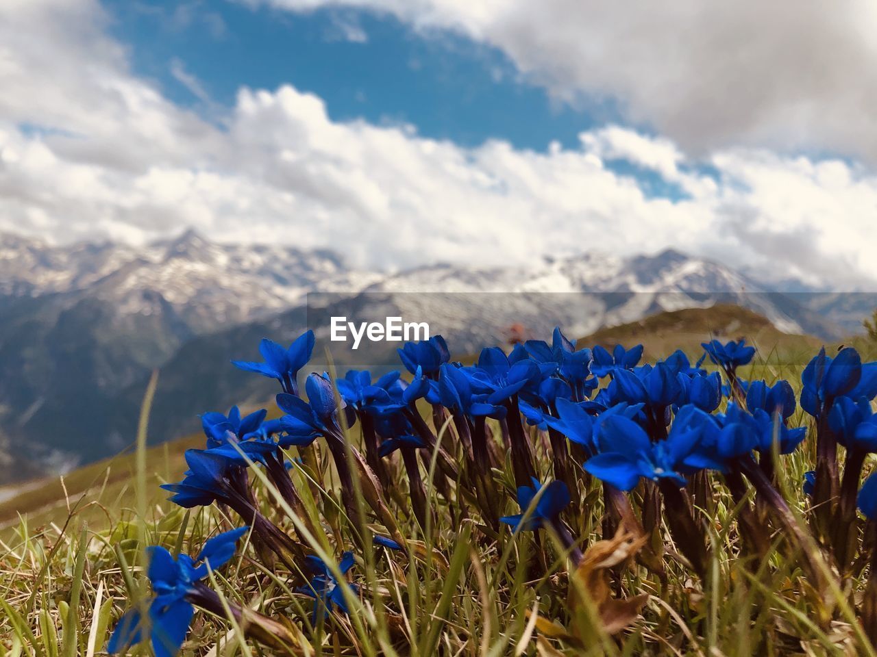 Close-up of purple flowering plants against sky