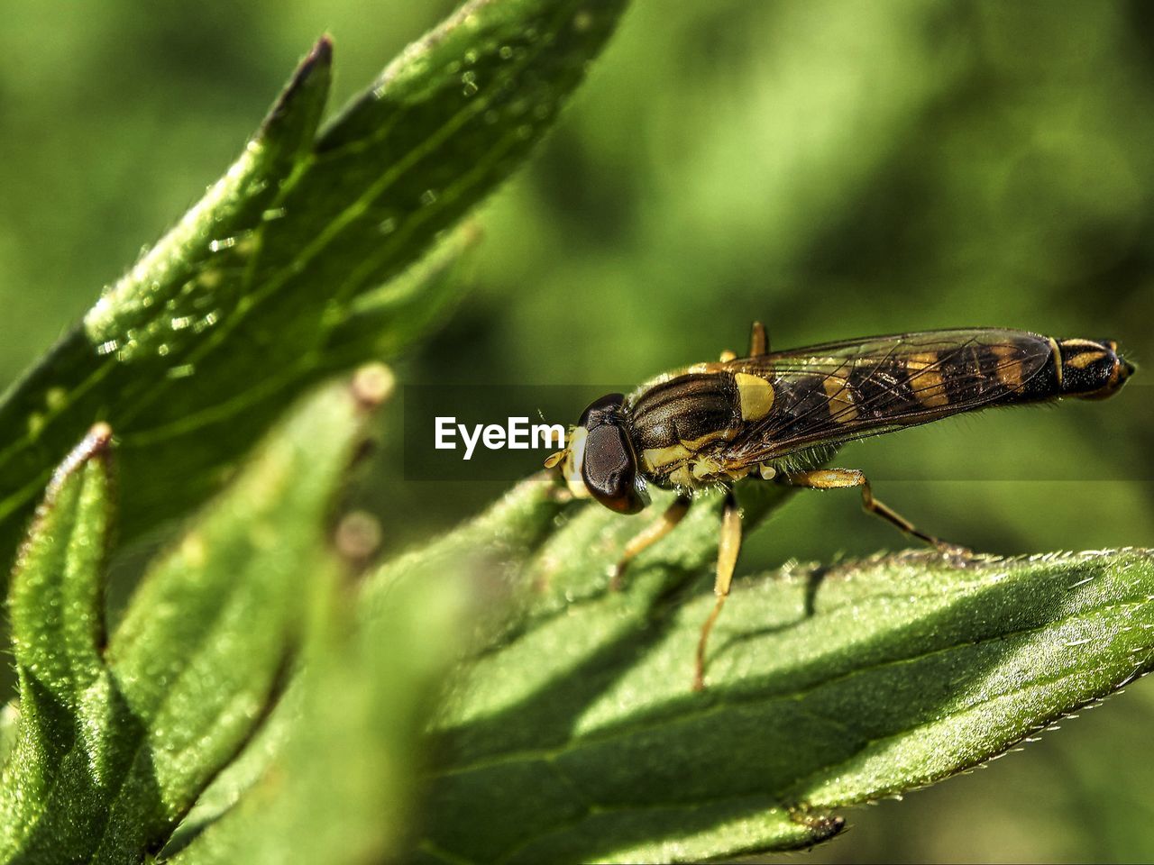 CLOSE-UP OF GRASSHOPPER ON PLANT