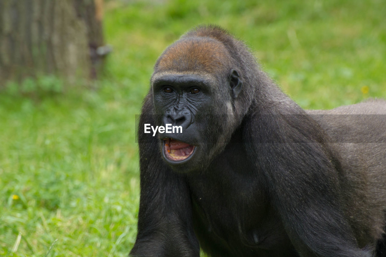 Close-up of gorilla with open mouth on grassy field at zoo