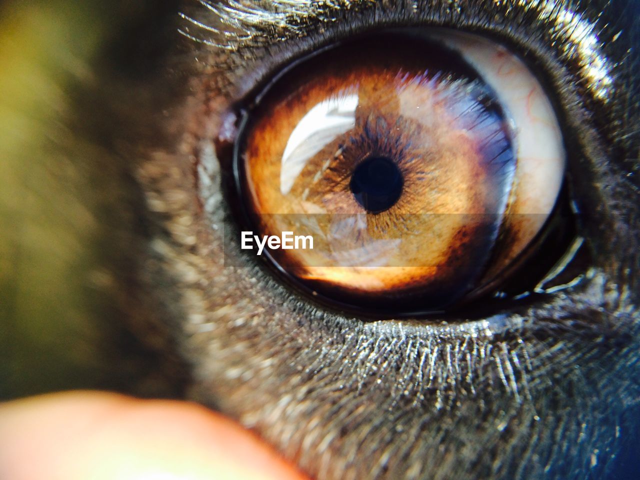 Cropped portrait of dog eye