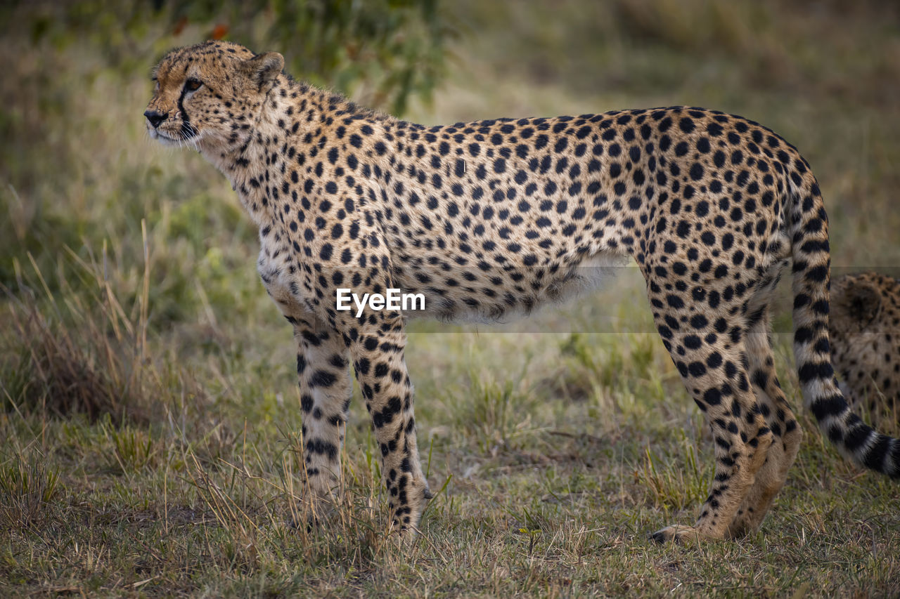 Cheetah relaxing on field