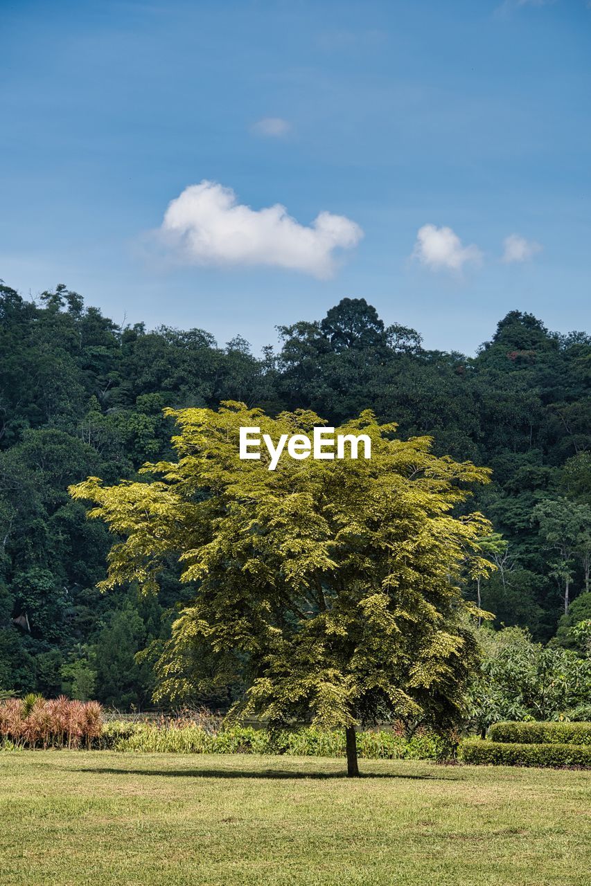 VIEW OF TREES ON LANDSCAPE AGAINST SKY