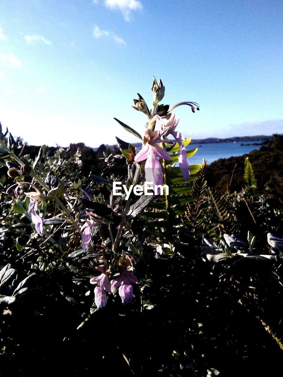 Close-up of flowers against sky