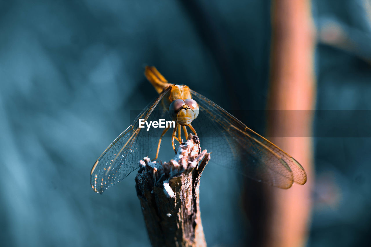 Close-up of dragonfly on plant