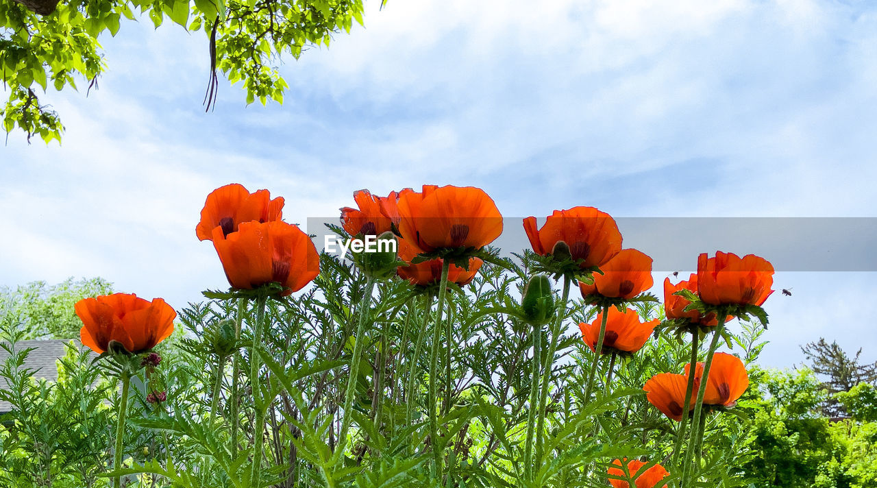 plant, flower, flowering plant, nature, sky, beauty in nature, freshness, cloud, landscape, field, meadow, growth, orange color, environment, red, land, multi colored, poppy, no people, plant part, leaf, flower head, rural scene, green, outdoors, summer, grass, sunlight, food, wildflower, agriculture, springtime, inflorescence, petal, tree, close-up, day, non-urban scene, blue, vibrant color, botany, blossom, flowerbed, fragility, food and drink, scenics - nature, social issues, landscaped, environmental conservation, plain