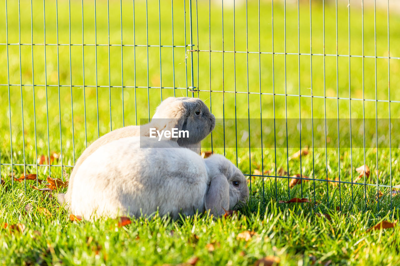 Young rabbits on the grass in nature in sunshine