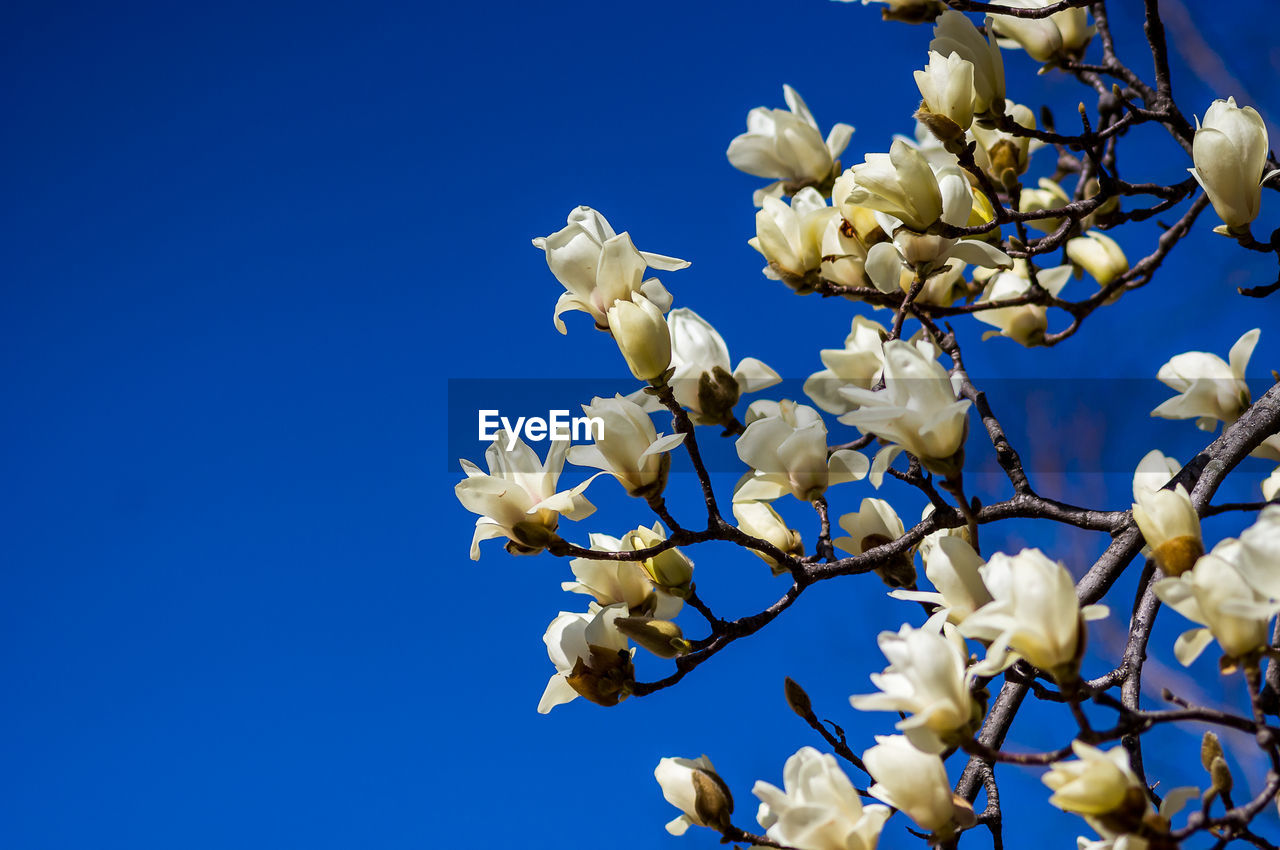 Low angle view of white flowering tree against clear blue sky