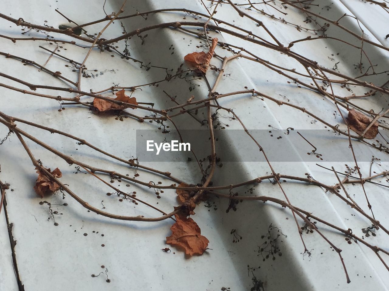 CLOSE-UP OF DRIED LEAVES ON SNOW COVERED PLANT