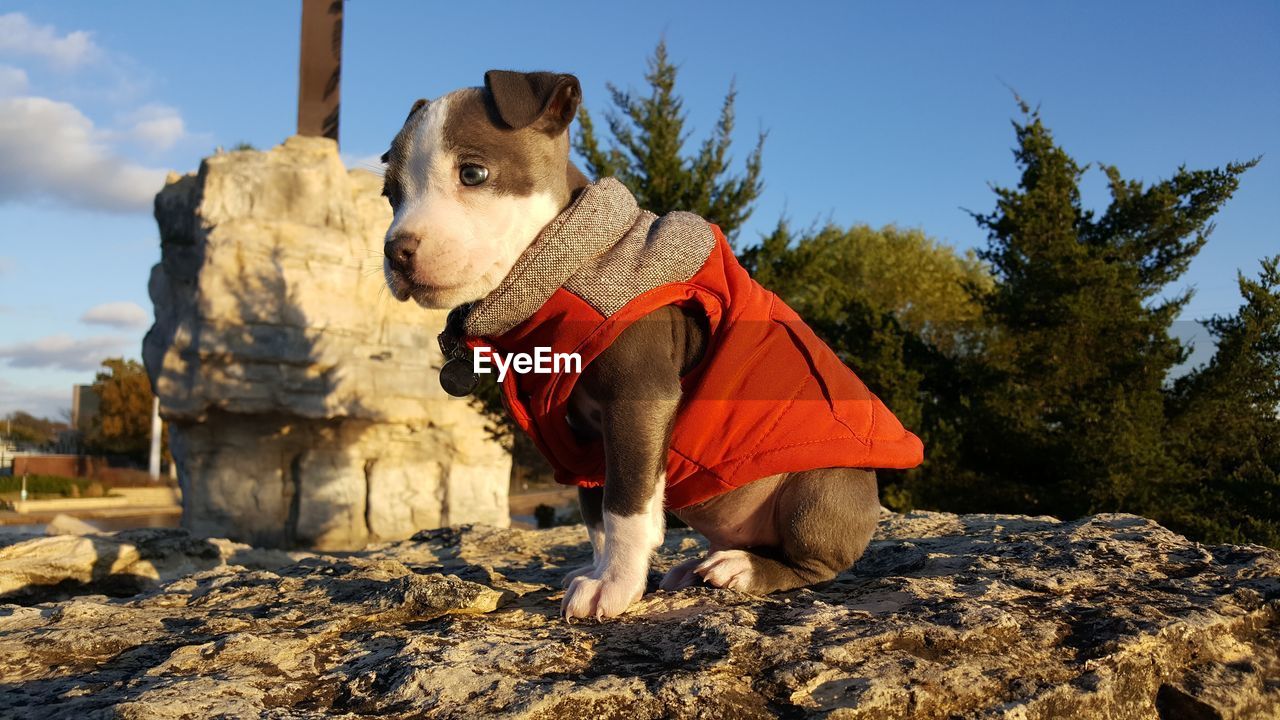 Low angle view of pit bull terrier on rock