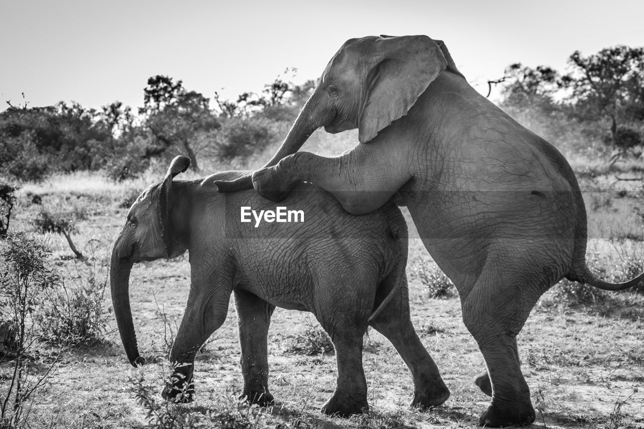 ELEPHANT STANDING ON FIELD