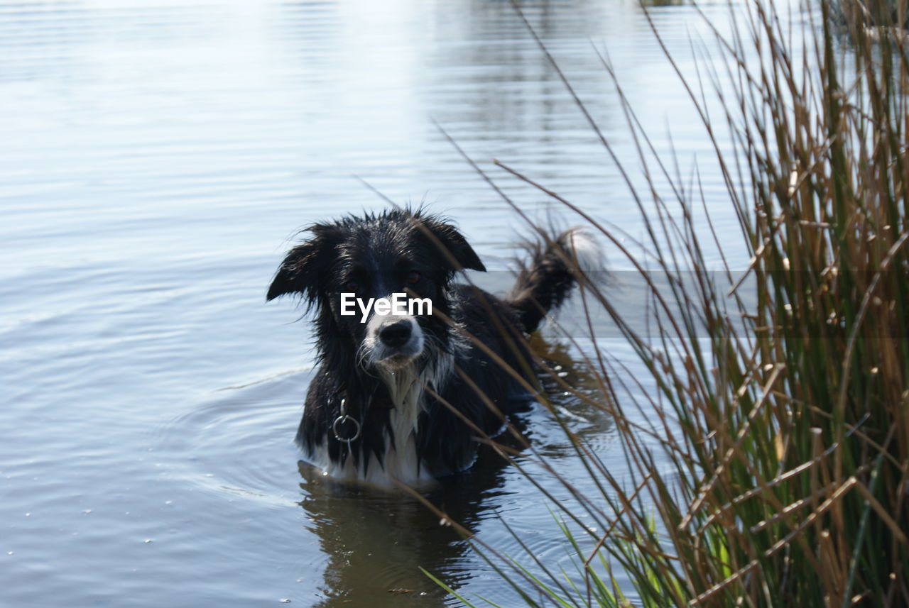 Bird in water