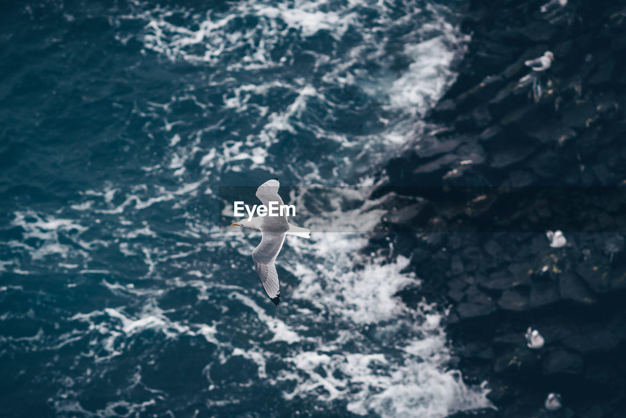 High angle view of seagull flying above sea