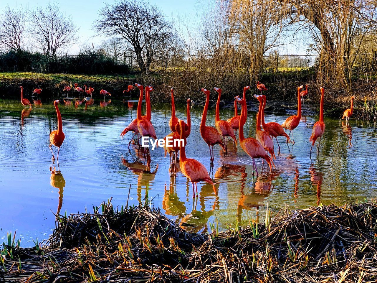 BIRDS IN LAKE AGAINST PLANTS