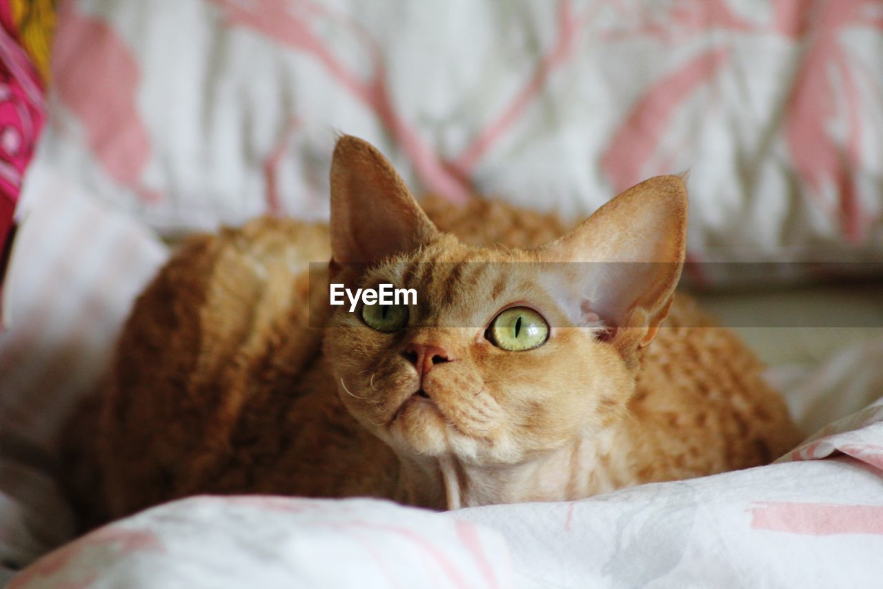 Devon rex cat